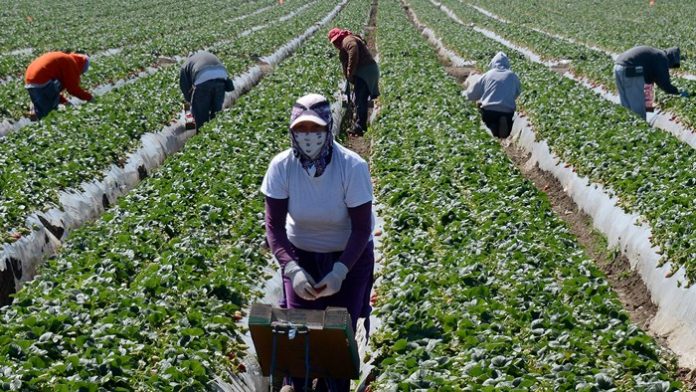 farmworkers